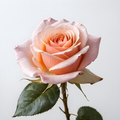 This image features a beautiful rose with soft peach and pink hues, delicate petals, and water droplets. Here&rsquo;s a fitting title for the image: