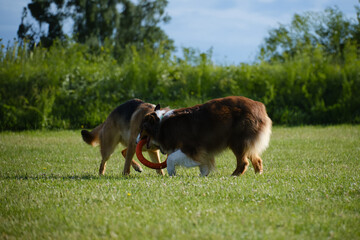 Active and energetic pets have fun outside. German and Australian Shepherd are best friends,...