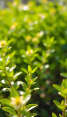 Obraz premium A fresh spring green garden foliage background with blurred bokeh, vibrant, with white tones