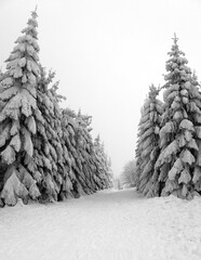 Piste de ski de fond en forêt de sapins enneigés