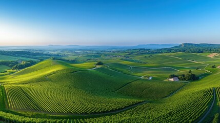 Obraz premium Breathtaking Scenic View of Lush Green Vineyards Under Blue Sky