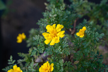 秋の庭で咲く鮮やかな黄色のマリーゴールド