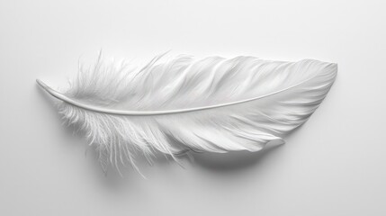 Obraz premium Elegant white feather isolated on a bright white background, showcasing delicate details and texture