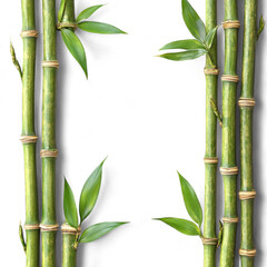Green bamboo stalks with fresh leaves arranged vertically on a transparent background cutout png