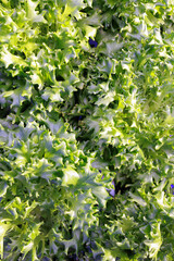 Vertical Gardening salads closeup