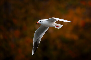 Seagull in autumn scenery
