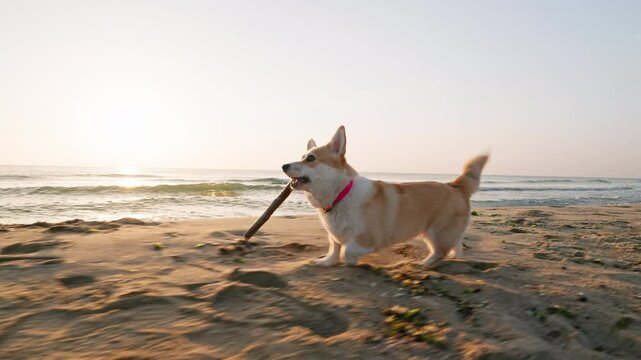 Close-up dog corgi plays runs with stick on sea sandy beach during sunrise summer. Dod silhouette against glowing horizon calm water surface, creating warm coastal atmosphere. Pet care. Nature. Travel