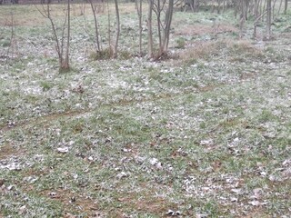 Fototapeta premium The first frost lies on the green grass in the park in autumn 