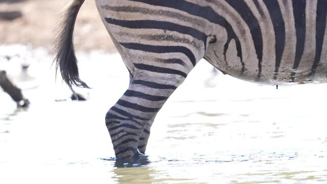 Zebra (Equus quagga) herd on the plains of Africa crossing a river during the late winter dry season. This Zebra is at risk to Crocodile or Lion attack. Slow motion, 25percent natural speed.