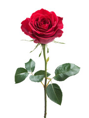 Red rose isolated on white background