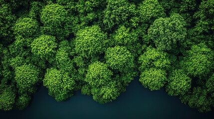 A lush green forest represents the beauty and tranquility of nature, emphasizing the importance of environmental preservation and sustainability