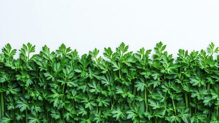 Obraz premium Fresh Parsley Leaves Border on White Background for Culinary Use