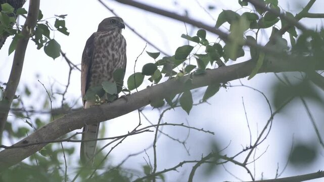 Wild Shikra (Accipiter badius) perching on a Sheesham tree branch near the Falgu River in Bihar, India. Ornithology and bird of prey b-roll. close up