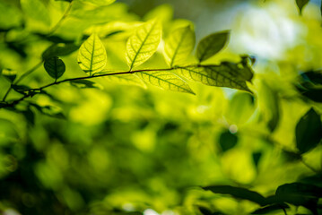 Obraz premium Abstract, nature Green leaf background and beautiful wallpaper.