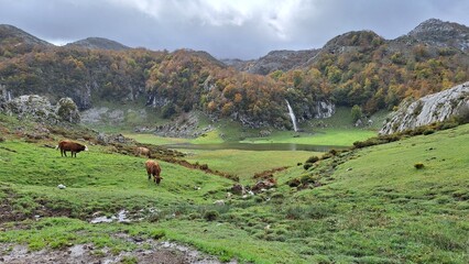 sheep in the mountains in autumn