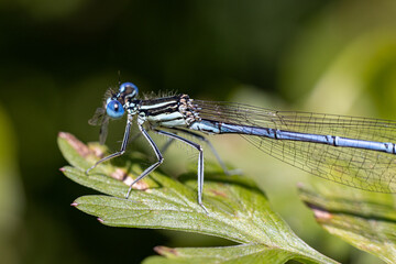 Libellule agrion