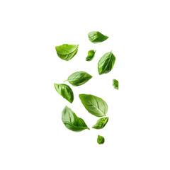 Basil, Ocimum basilicum leaves falling, without any background, PNG