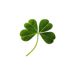 Green Clover, trefoils, plant of the genus Trifolium, transparent background, PNG