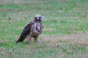 Reshouldered hawk in green field, wet, eating prey.