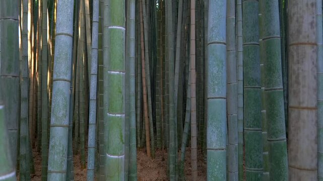 京都嵐山 竹林の小径
