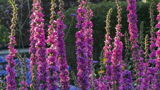Purple Loosestrife in flower in an English garden
