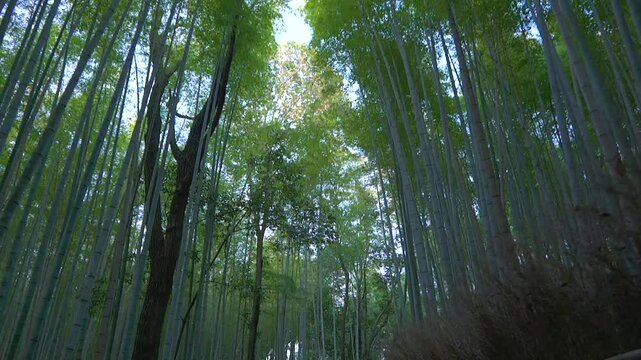 京都嵐山 竹林の小径