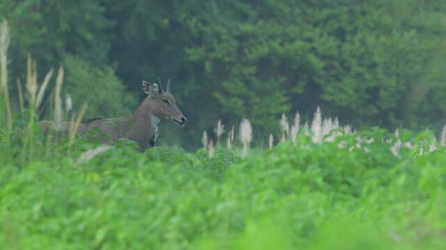 Mature Male Nilgai Bluebull in Lush Green Sal Forest | Valmiki Tiger Reserve, Bihar, India | Post-Monsoon Wildlife. Terai Arc Landscape