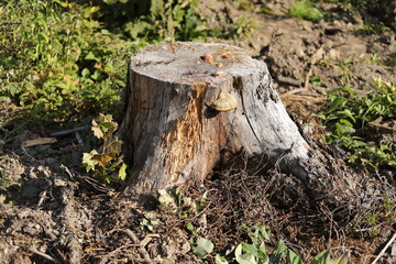 Obraz premium A stump in the woods. A cut tree. Cutting down the forest.