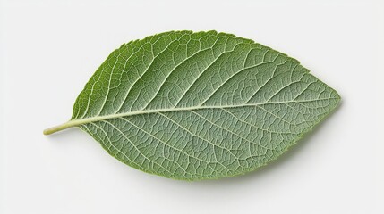 Obraz premium Exploring leaf anatomy zoomed-in stomata and transpiration in nature close-up botanical study indoor environment scientific observation