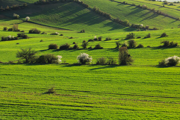 rice field, Grassland, Trees, Colorful spring landscape, green grassland, Background, Wallpaper landscape