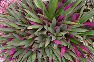 Tradescantia spathacea (Rhoeo spathacea) - Oyster Plant, Moses-in-a-Boat
