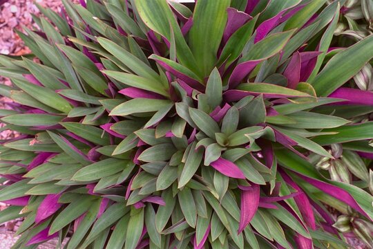 Tradescantia spathacea (Rhoeo spathacea) - Oyster Plant, Moses-in-a-Boat
