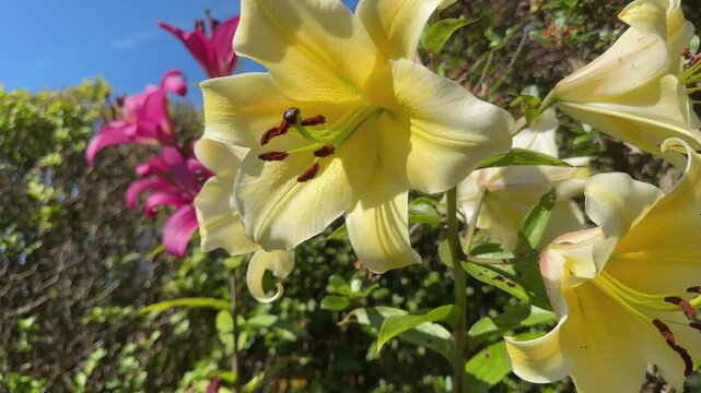 Tree lily plant 'Yellow Rocket' in flower