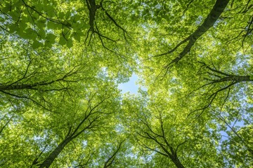 Fototapeta premium Lush Green Canopy Seen from Below During Bright Daylight in a Dense Forest with Sunlight Filtering Through the Leaves and Blue Sky