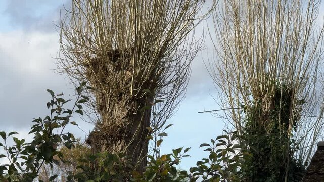 Pollarded Lombardy poplar trees in Winter