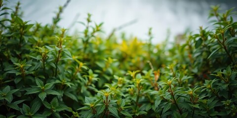 Naklejka premium Blurred image of serene natural background with water and lush plants, greenery, foliage, serene