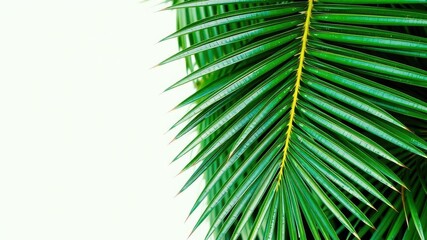 Obraz premium Close up shot of a vibrant green palm leaf showcasing its intricate texture and natural beauty, foliage, background