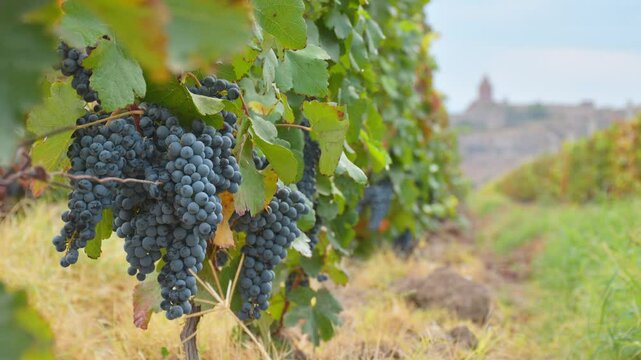 Close up zoom in time lapse small wine grapes on trees on vineyard field on autumn in Armenia with famous landmark of Khor Virap monastery. Harvesting season in caucasus. Wine produce Armenia
