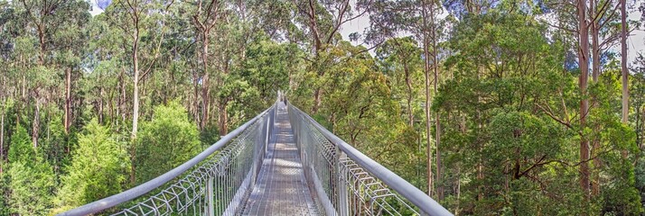 Elevated treetop walkway amidst tall eucalyptus trees in Great Otway National Park