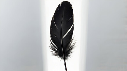 black feather minimalist concept isolated on transparent on a gray background,