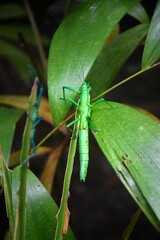 The unique blue peppermint stick insect in the jungle of Queensland, Australia