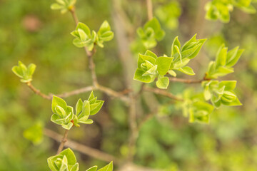 Close up of a common lilac (syringa vulgaris) in spring. Selective focus.