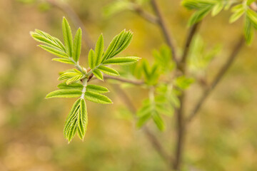 Close up of a budding rowan (sorbus aucuparia) branch in spring. Selective focus.