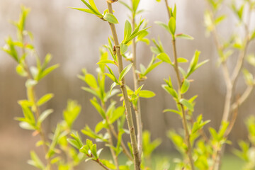 A closeup of a willow (salix fragilis Bullata) in spring. Selective focus.