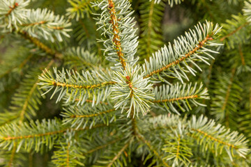 Close up of a blue spruce (picea pungens) branch in spring. Selective focus.