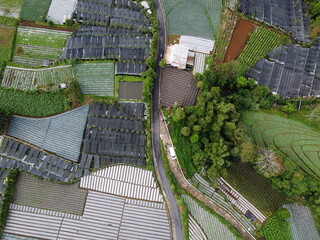 The beauty of the landscape Leek and vegetable plantations and architecture of the arrangement of...