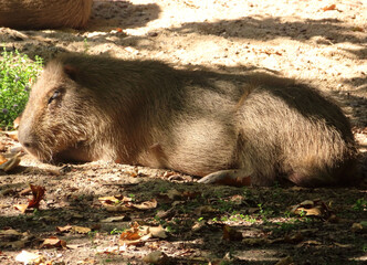 Sieste d'un capybara