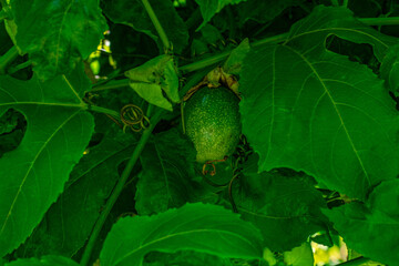 p&eacute; de maracuj&aacute; com fruto