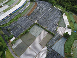 The beauty of the landscape Leek and vegetable plantations and architecture of the arrangement of...