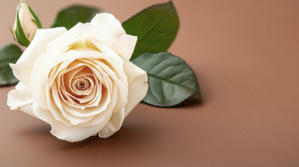 Fototapeta premium A cream rose with delicate petals and green leaves gracefully sits on a soft brown background. Fashionable color of 2025. Suitable as a congratulation on a holiday or celebration.